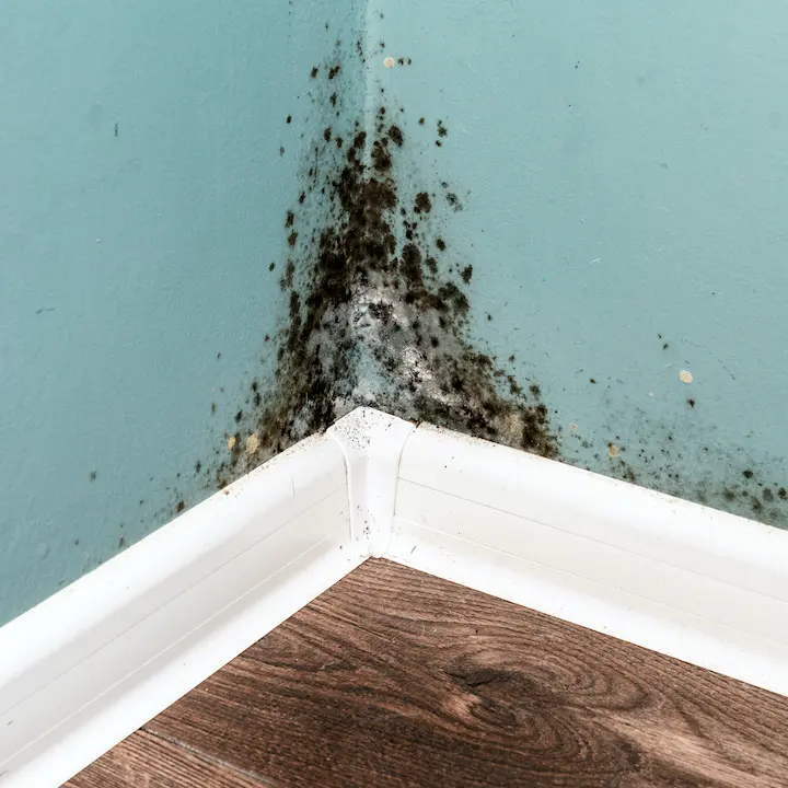 Black-mould-on-interior-wall-caused-by-poor-ventilation.jpg